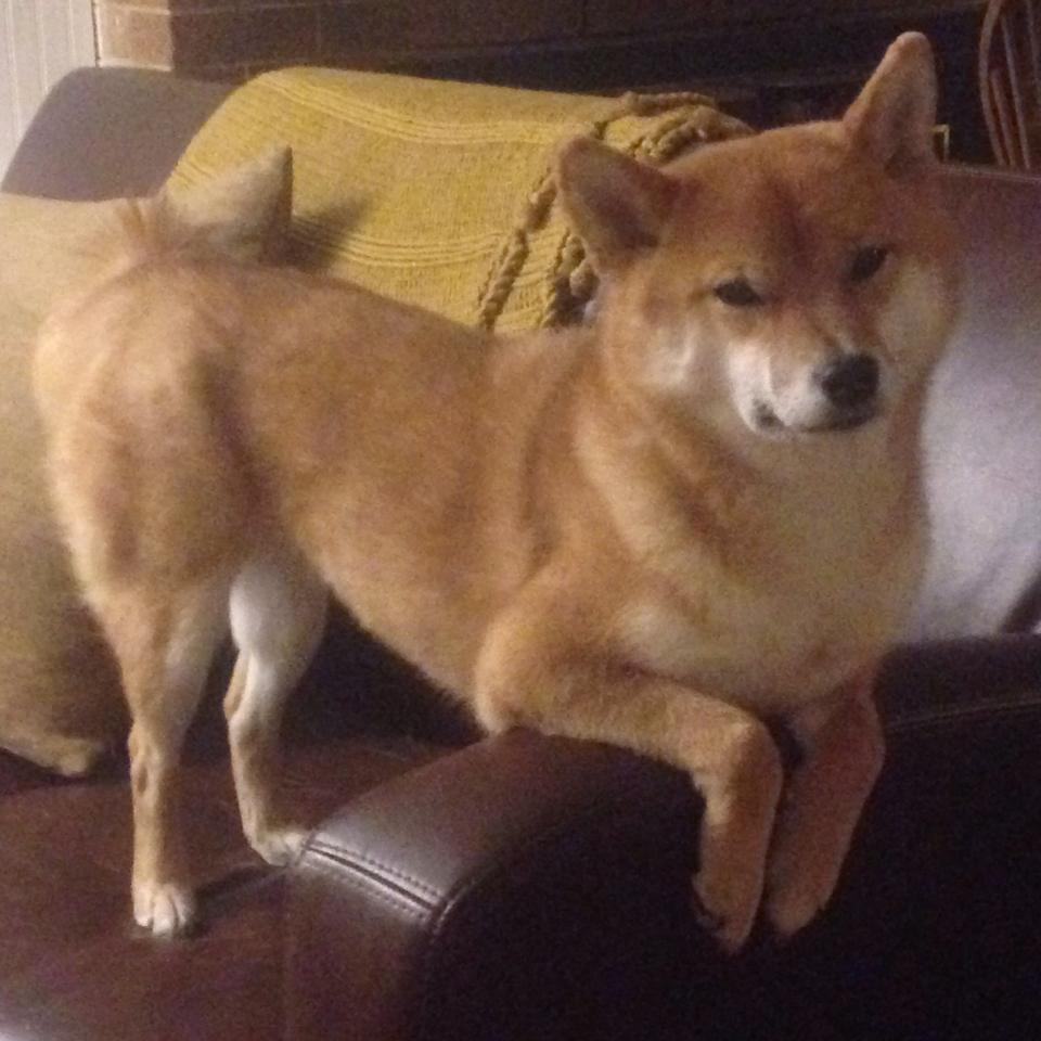 阿根廷马术科研团队研发出新型马术训练设备，助力骑手提升技能。