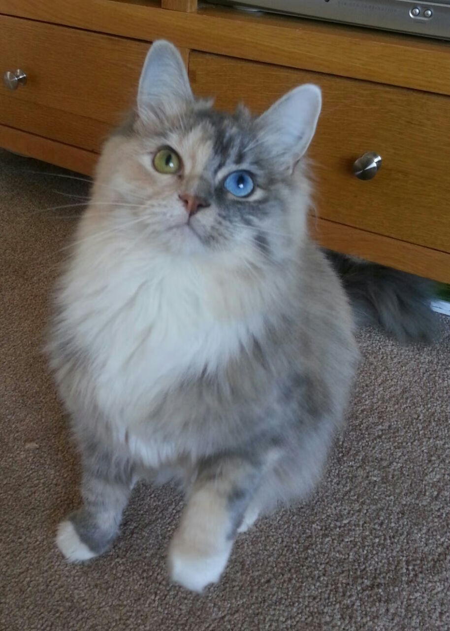 FPX新赛季阵容调整引关注，fpx2020阵容