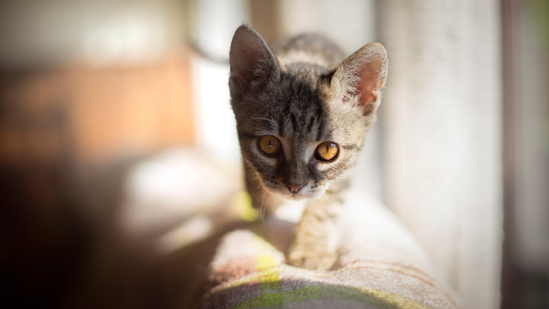 爱游戏全站-中国男篮热身赛再遇强敌，中国男篮热身赛再遇强敌视频