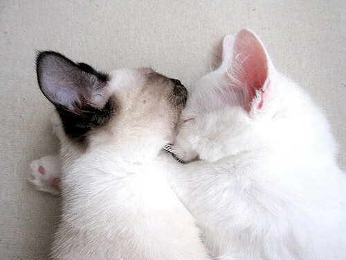 中超联赛球衣设计风格受球迷热捧，中超球衣名字是怎样缩写