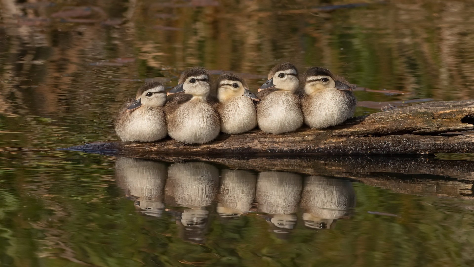 爱游戏娱乐平台-“羽毛球：简阳文体中心赛场迎来世界羽坛巨星对决”